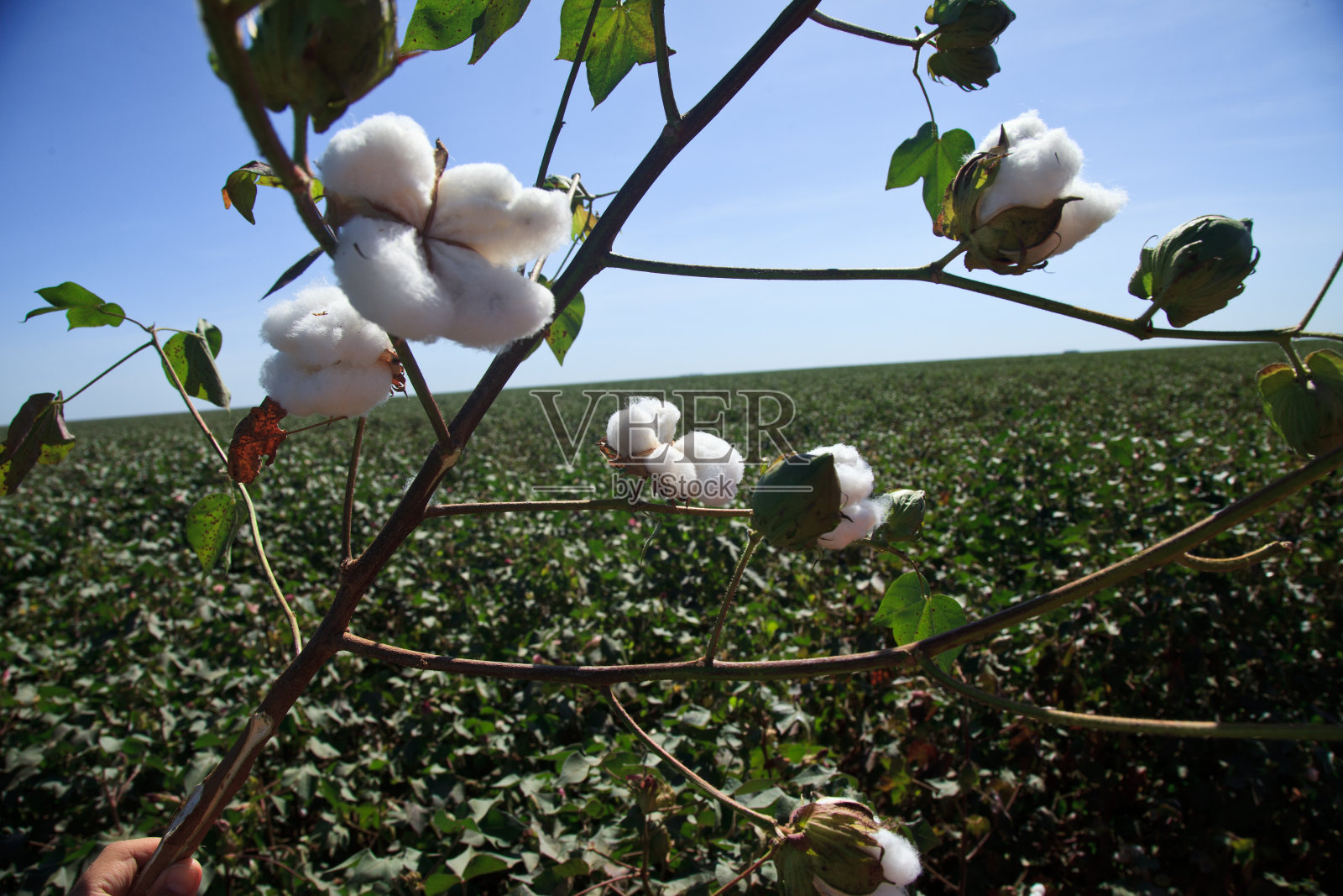 棉花种植园。照片摄影